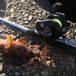 撒き餌しながら穴釣り